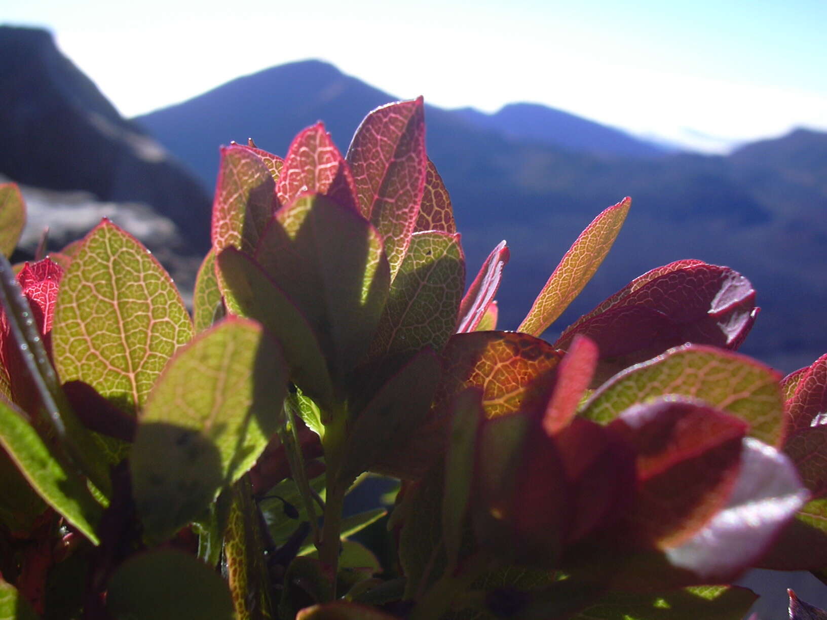 Image de Vaccinium reticulatum Sm.