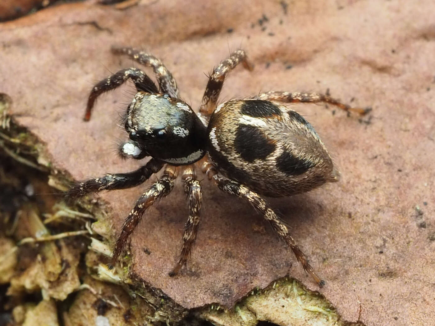 Image of Twinflagged Jumping Spider