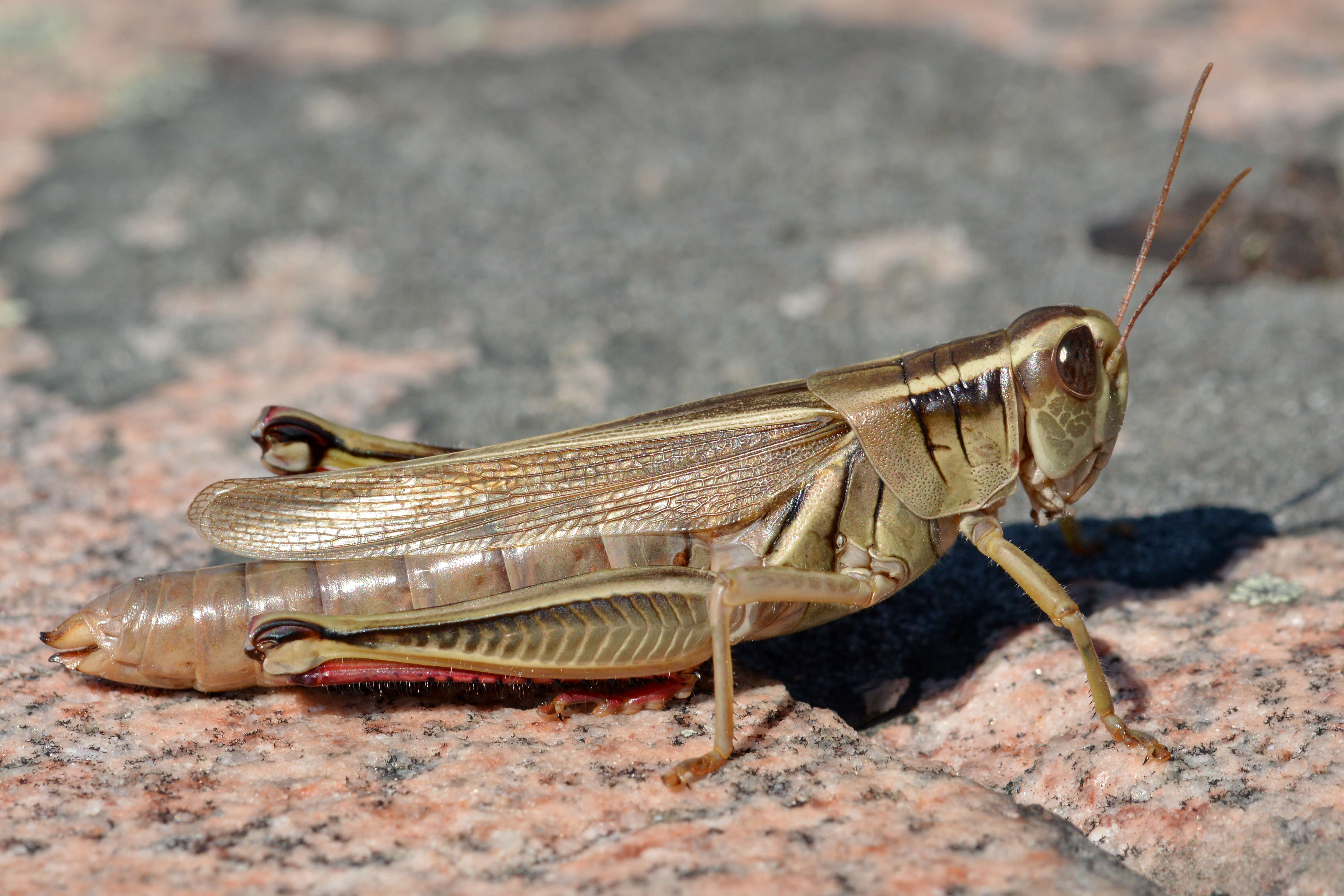 Melanoplus bivittatus (Say 1825)的圖片