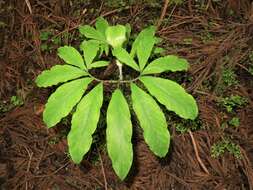 Arisaema yamatense (Nakai) Nakai的圖片