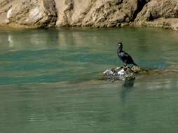 Image of Black Shag