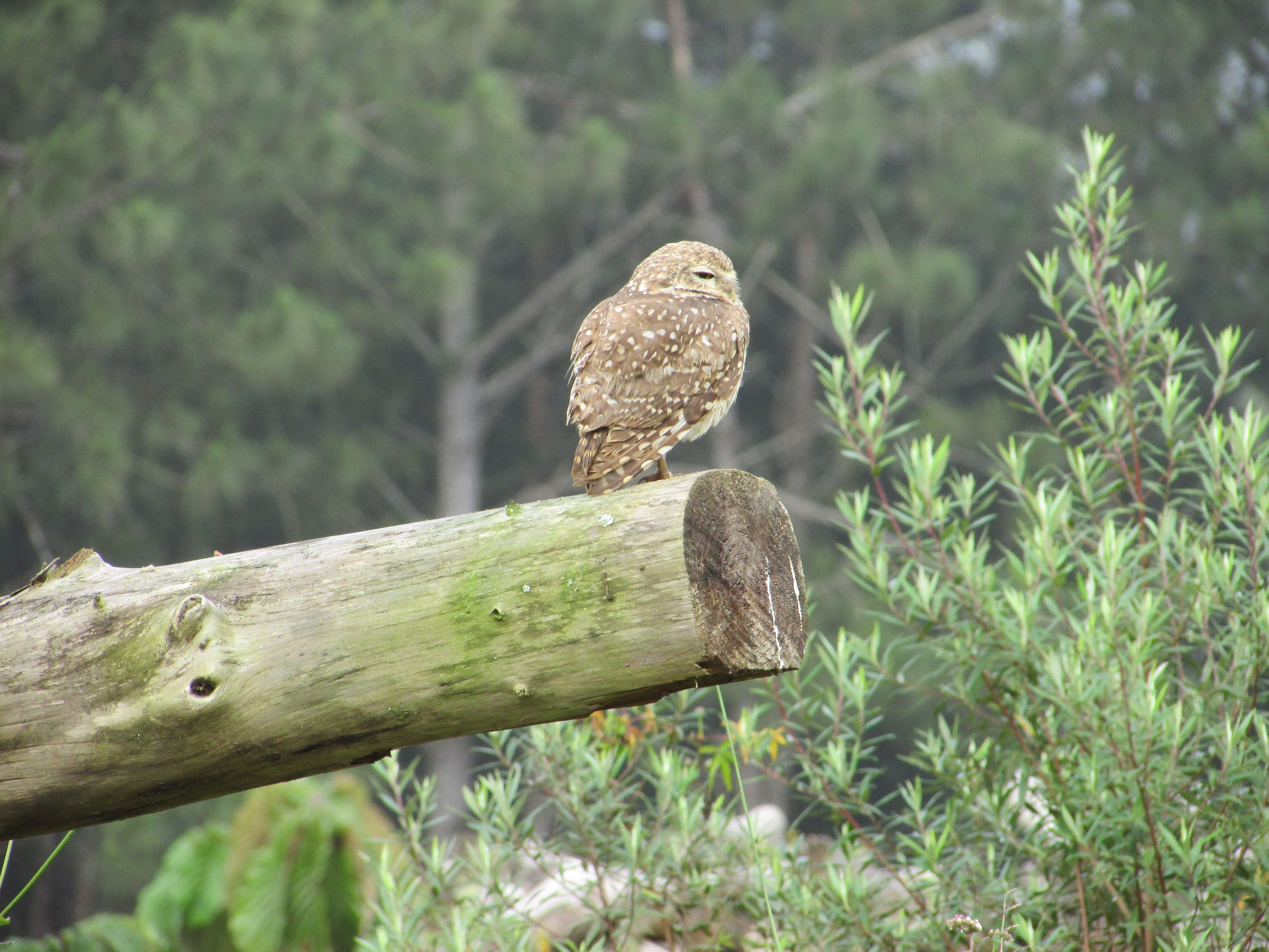 Image of Burrowing Owl