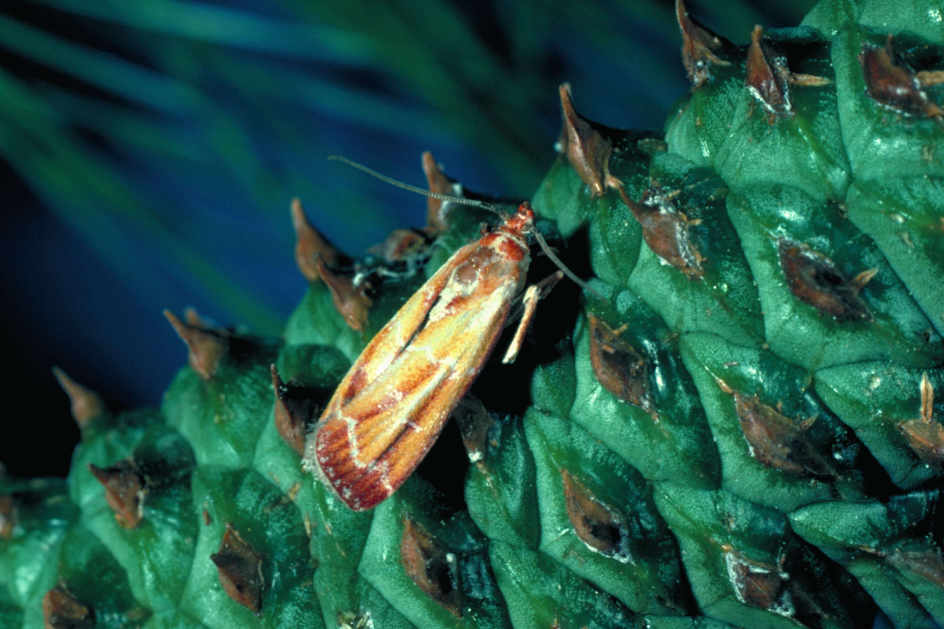 Image of Webbing Coneworm Moth