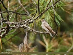 Image of Dark-sided Flycatcher