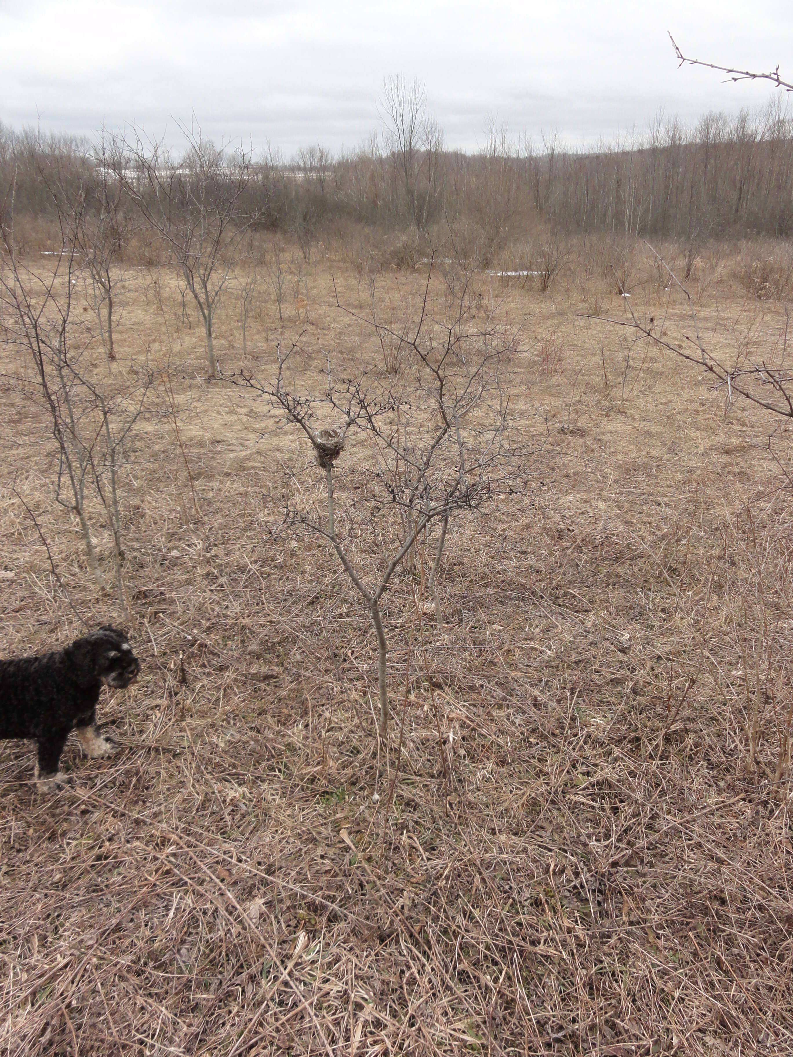 Image of common buckthorn