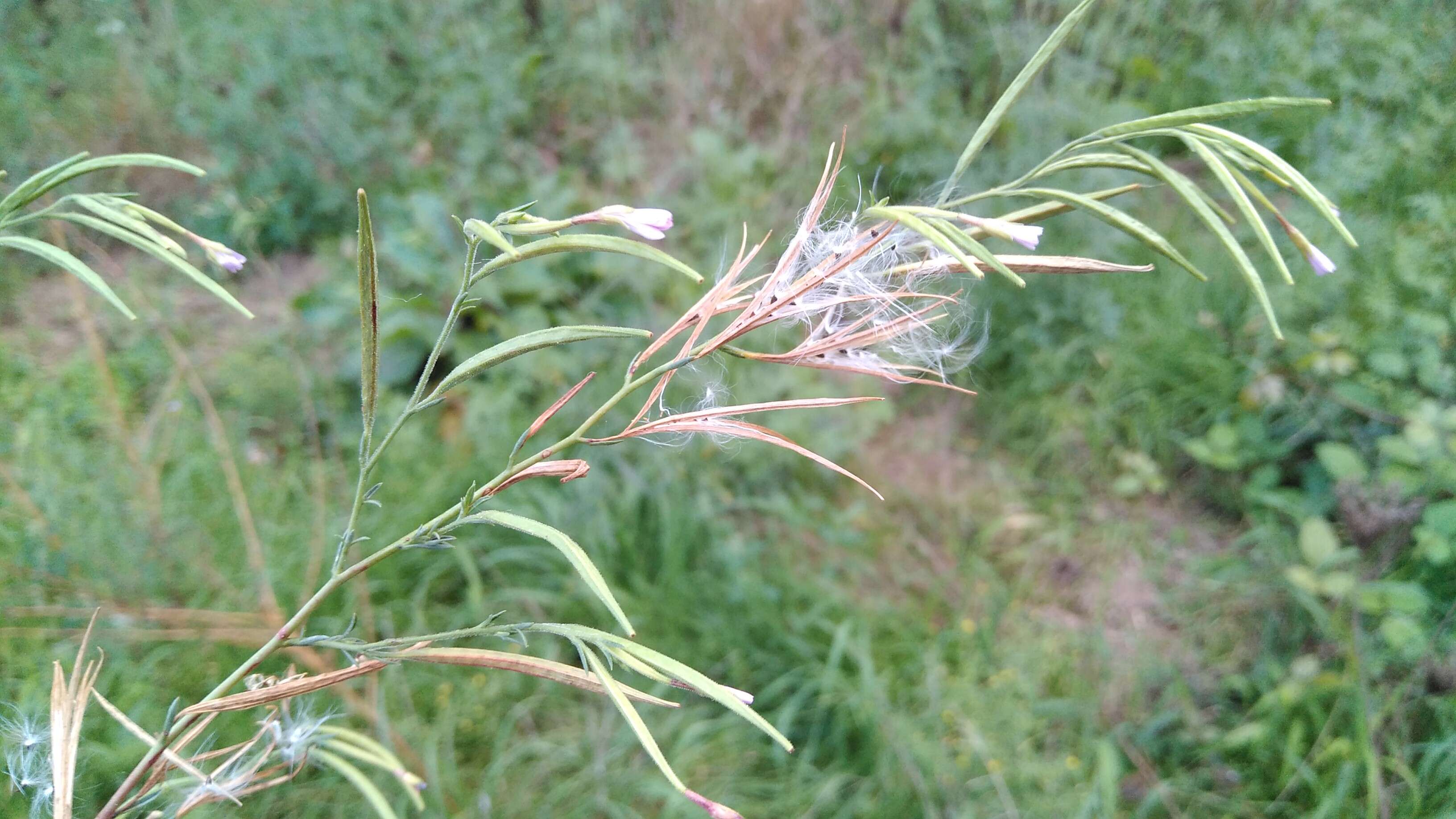 Image de Epilobium brachycarpum Presl