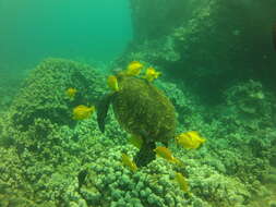 Image of Lemon Sailfin