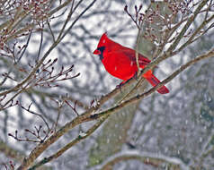 Image of Cardinalis Bonaparte 1838