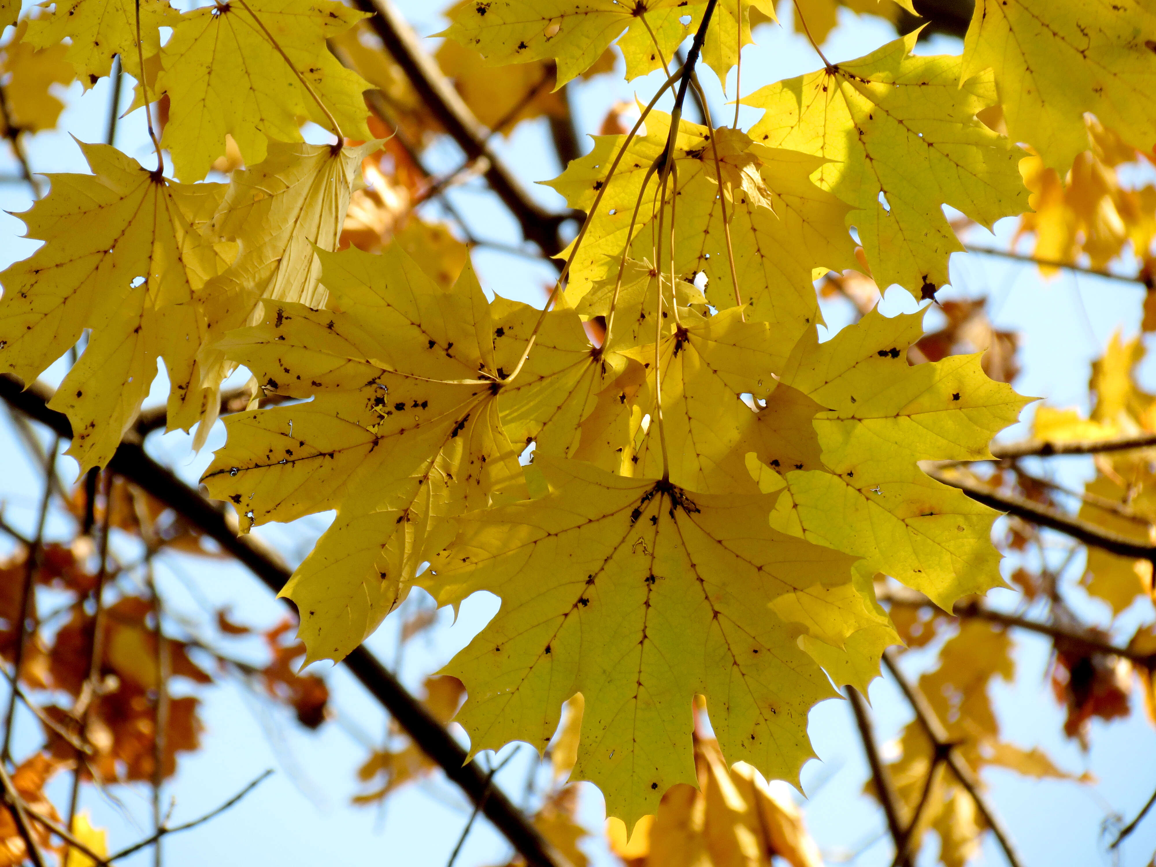 Image of Norway Maple