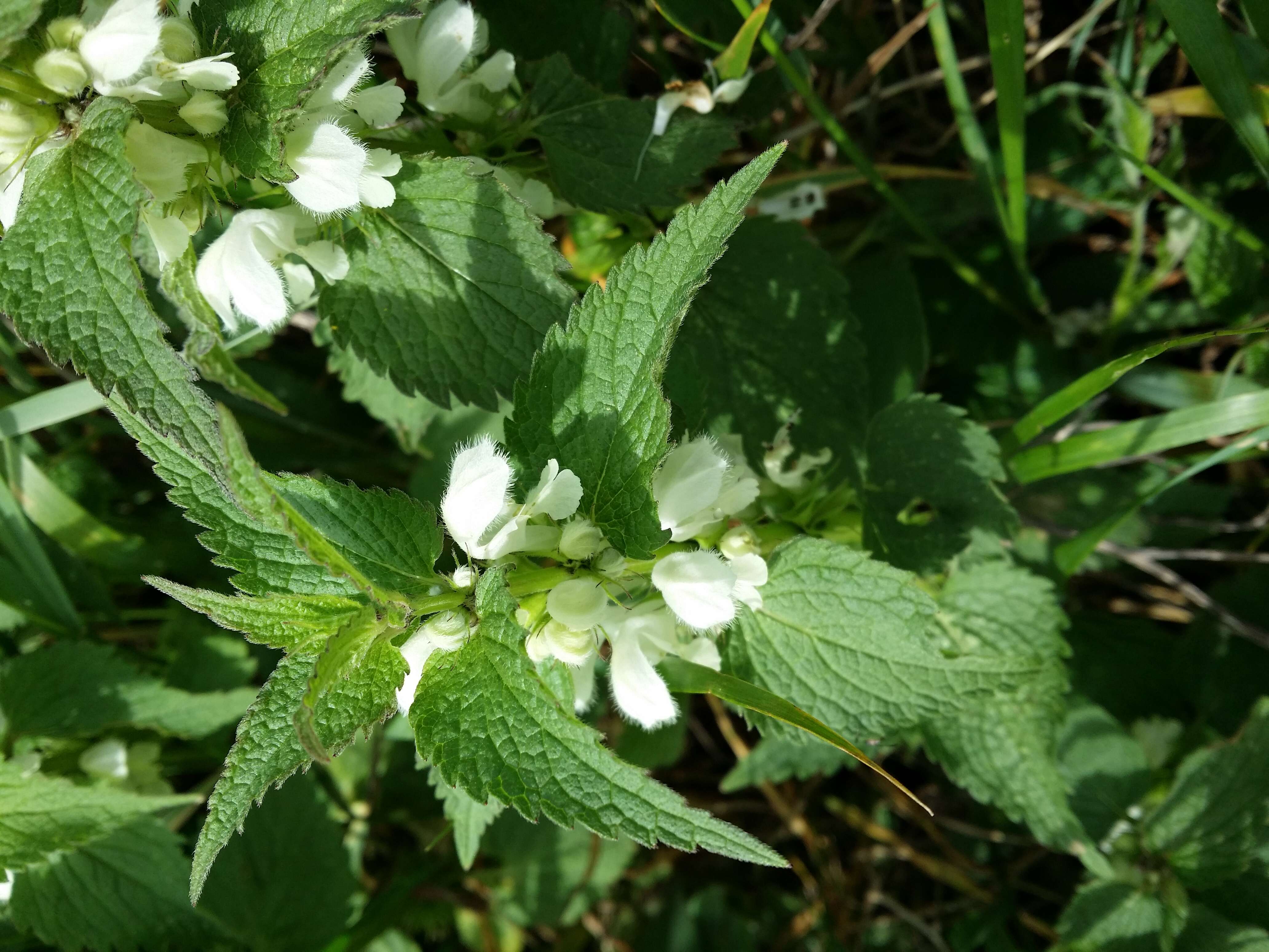 Image of white deadnettle