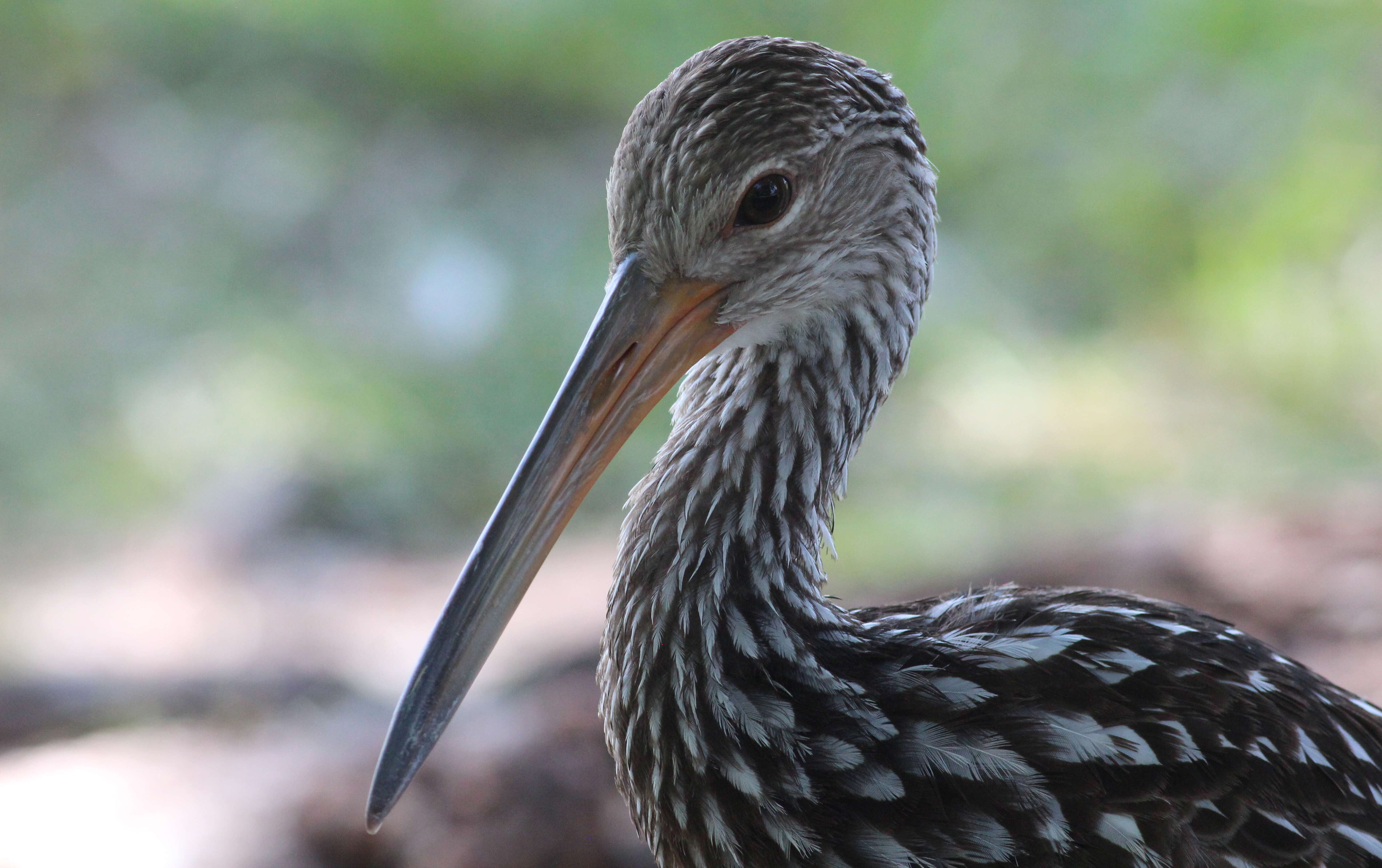 Image of limpkins