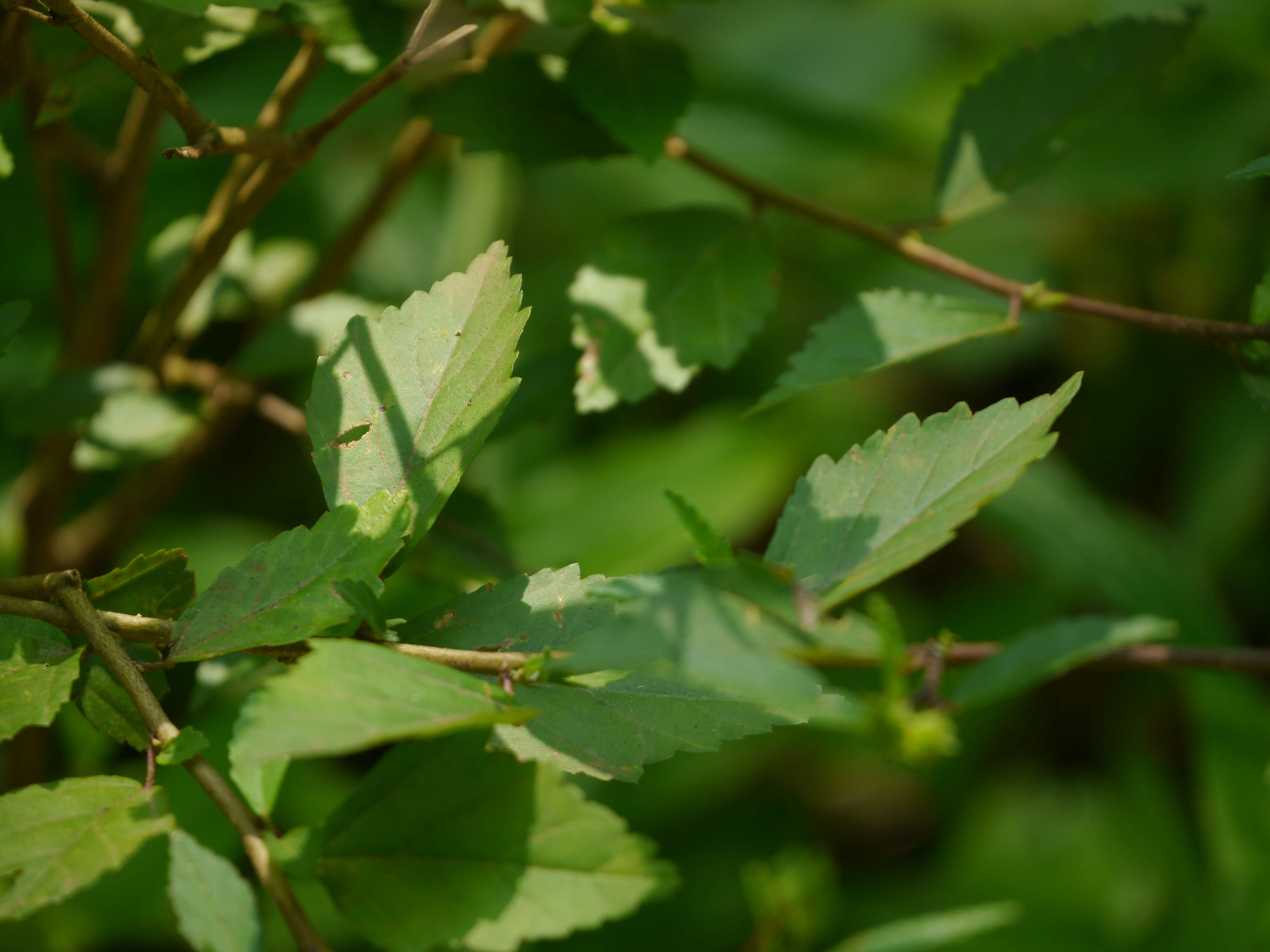 Image of common wireweed