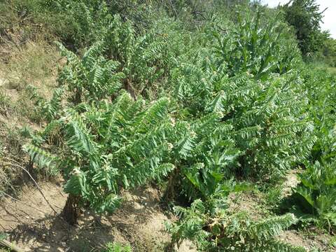 Image of black henbane