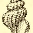 Image of Pleurotomella benedicti Verrill & S. Smith