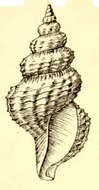 Image of Pleurotomella benedicti Verrill & S. Smith