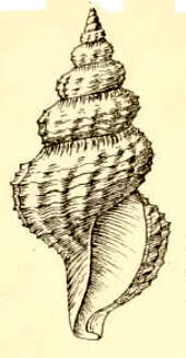 Image of Pleurotomella benedicti Verrill & S. Smith