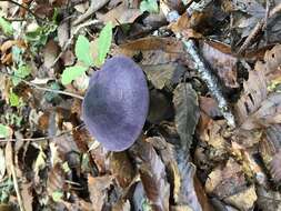 Image of Cortinarius violaceus (L.) Gray 1821