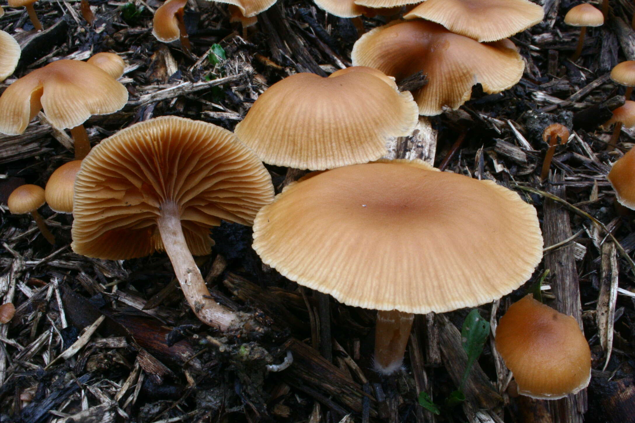 Image of Tubaria furfuracea (Pers.) Gillet 1876