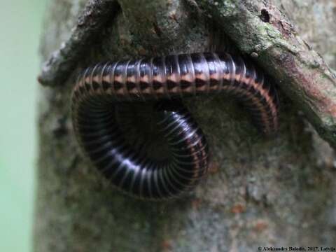 Image of Striped Millipede