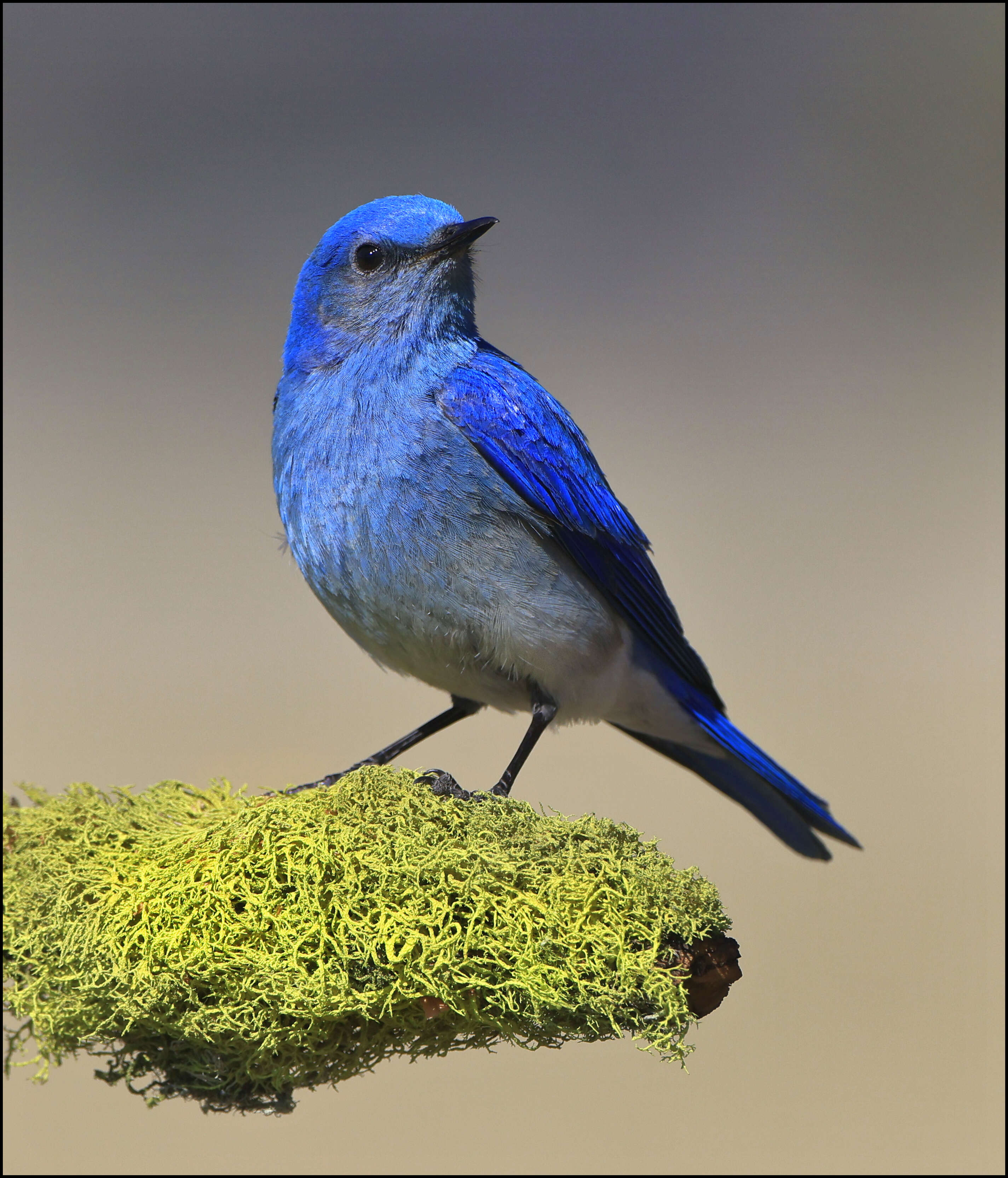 Image of Mountain Bluebird