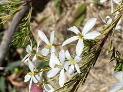 Image de Ricinocarpos pinifolius Desf.