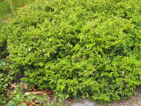 Image of Boxwood