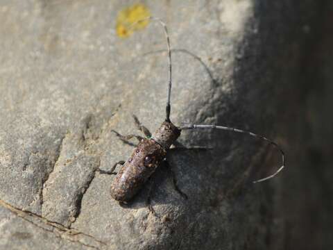 Image of Twig Girdling Beetles