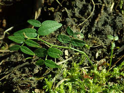 Image of bush vetch