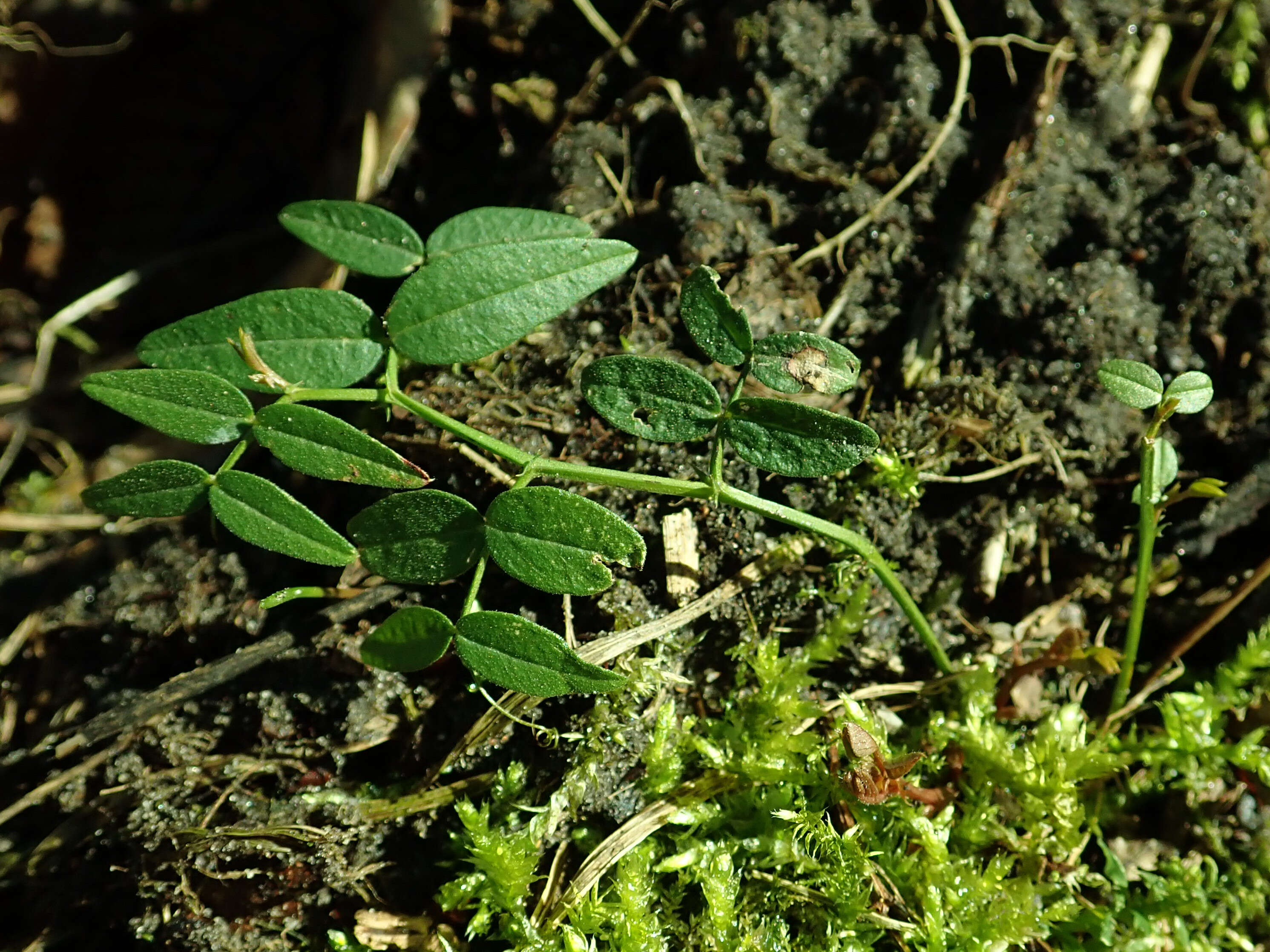 Image of bush vetch