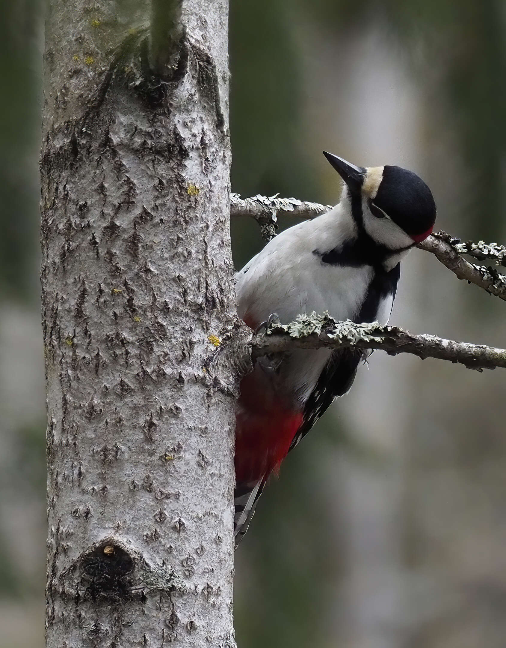 Image of Great Spotted Woodpecker