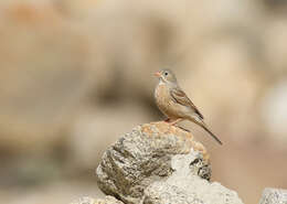 Image of Grey-necked Bunting