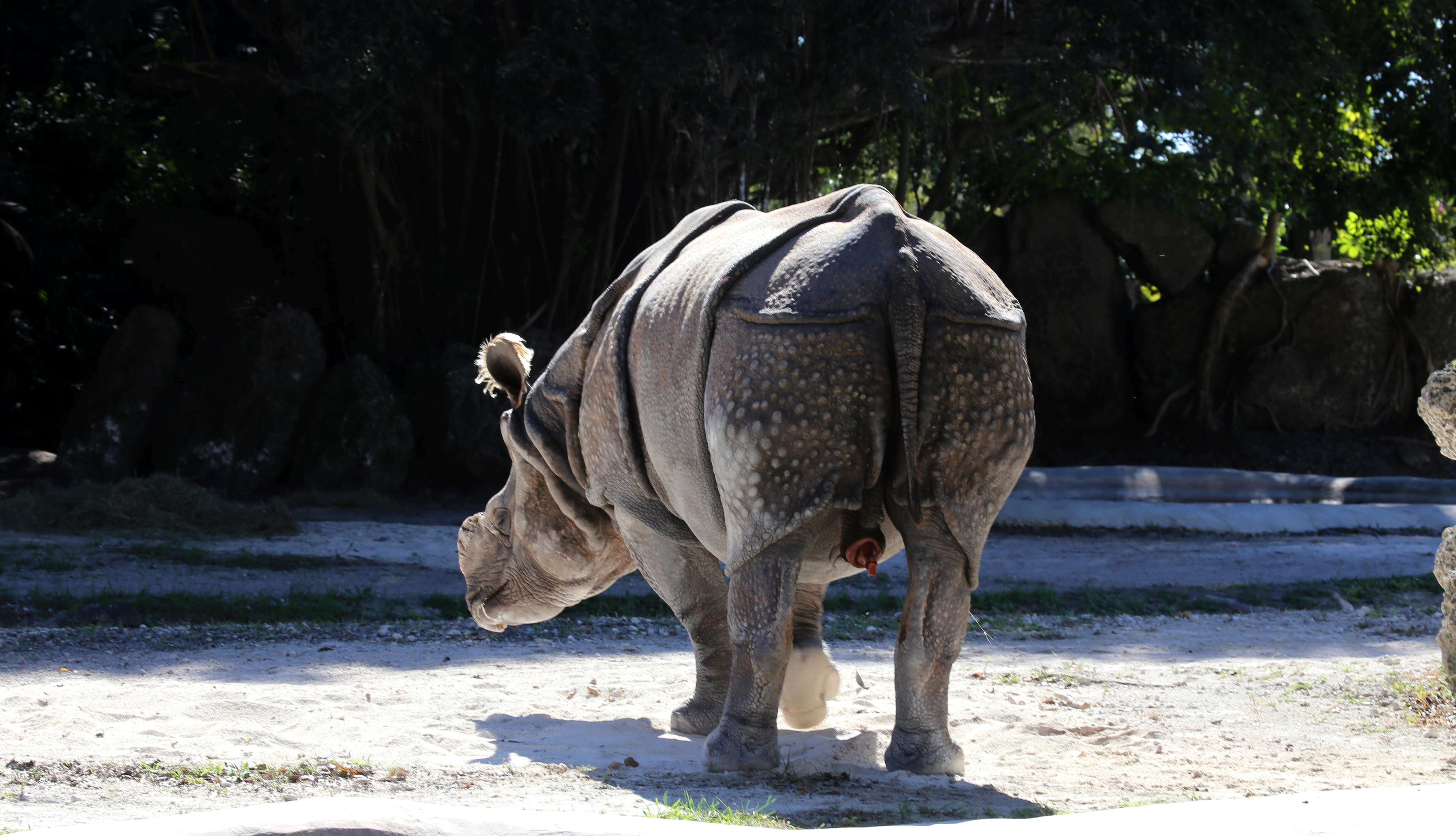 Image of Indian Rhinoceros