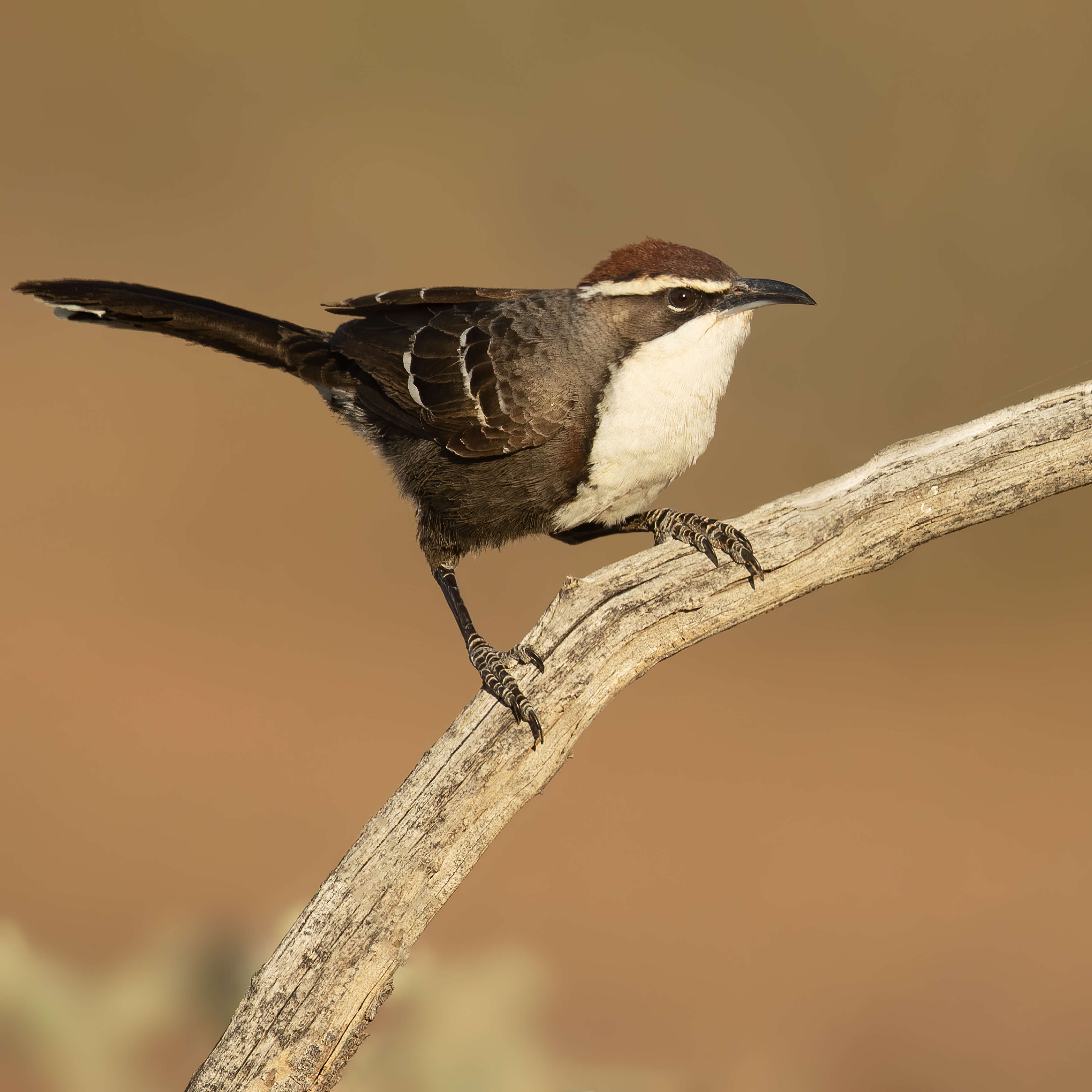 Pomatostomus ruficeps (Hartlaub 1852) resmi