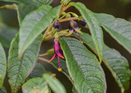 Image of New Zealand fuchsia