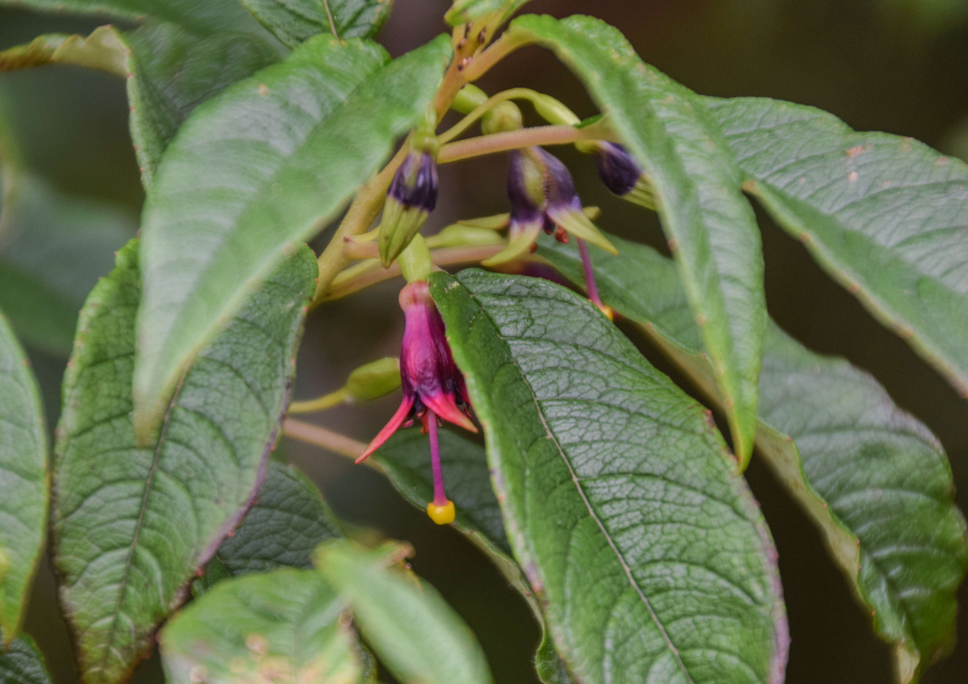 Imagem de Fuchsia excorticata (J. R. & G. Forst.) L. fil.