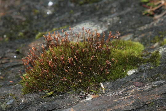 Image of dicranoweisia moss