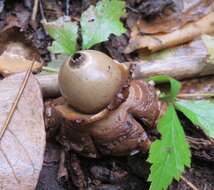 Plancia ëd Geastrum triplex Jungh. 1840