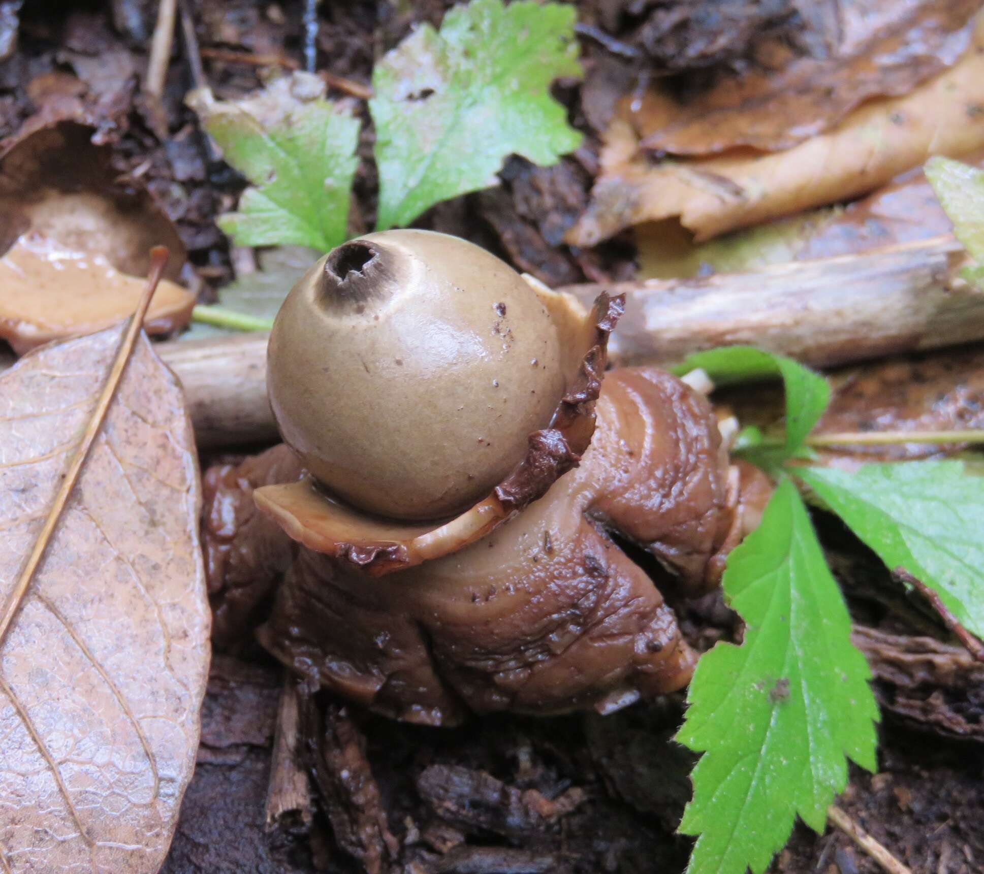 Plancia ëd Geastrum triplex Jungh. 1840