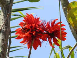 Image of tiger's claw