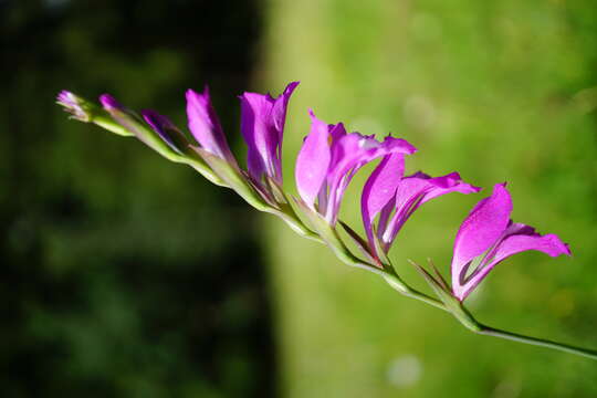 Imagem de Gladiolus imbricatus L.