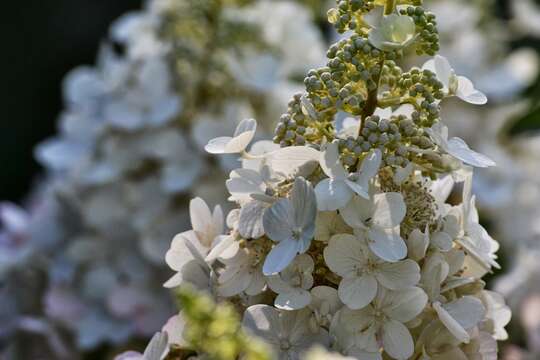 Image of panicled hydrangea