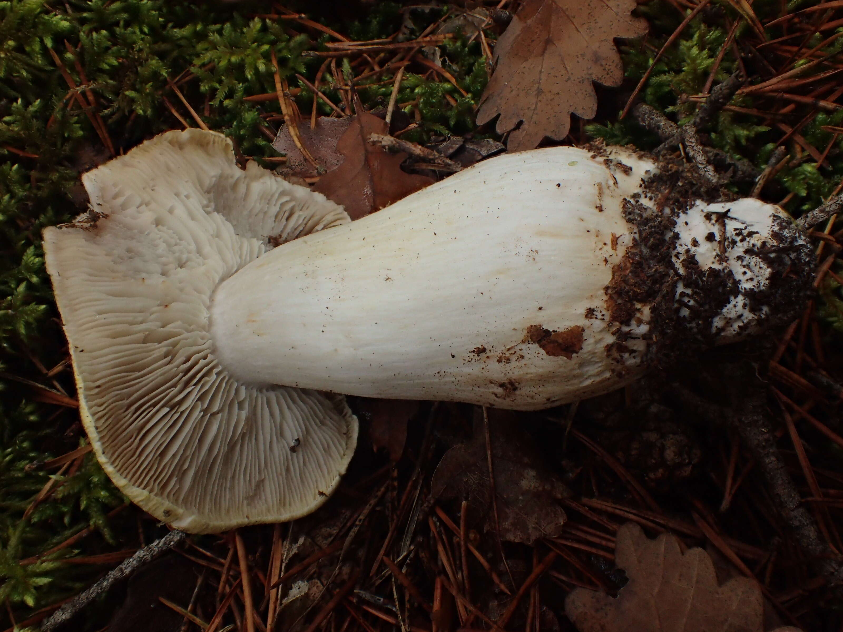 Image of Tricholoma arvernense Bon 1976