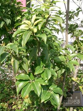 Ilex pedunculosa Miq. resmi