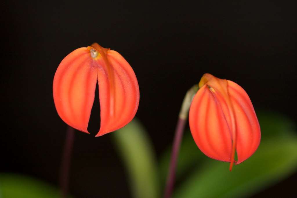 Image de Masdevallia ignea Rchb. fil.