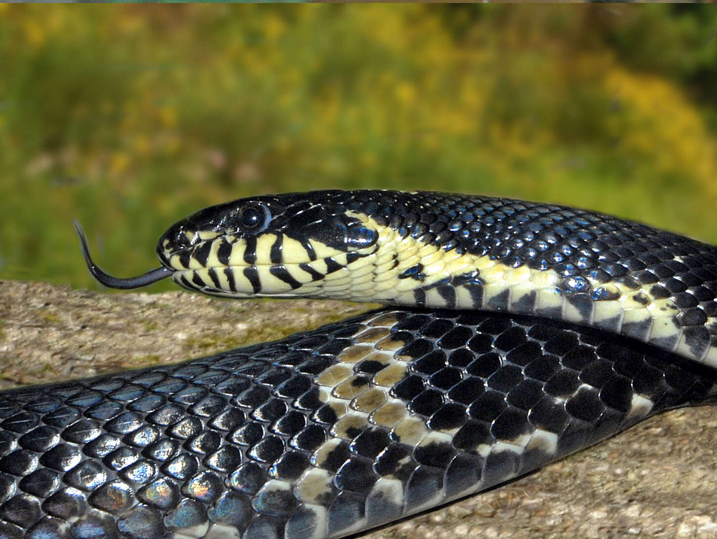 Image of Russian Ratsnake