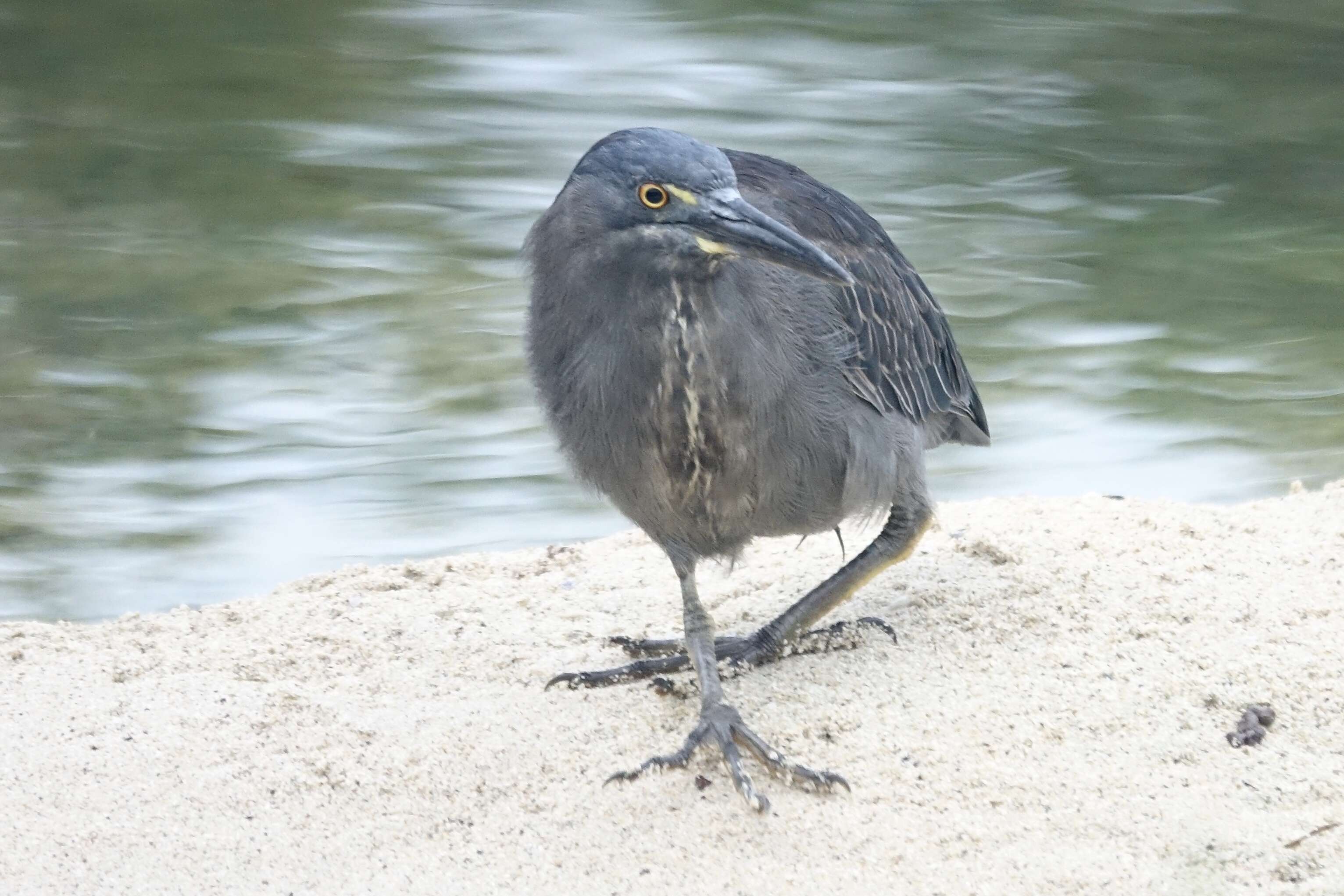 Image de Héron des Galapagos