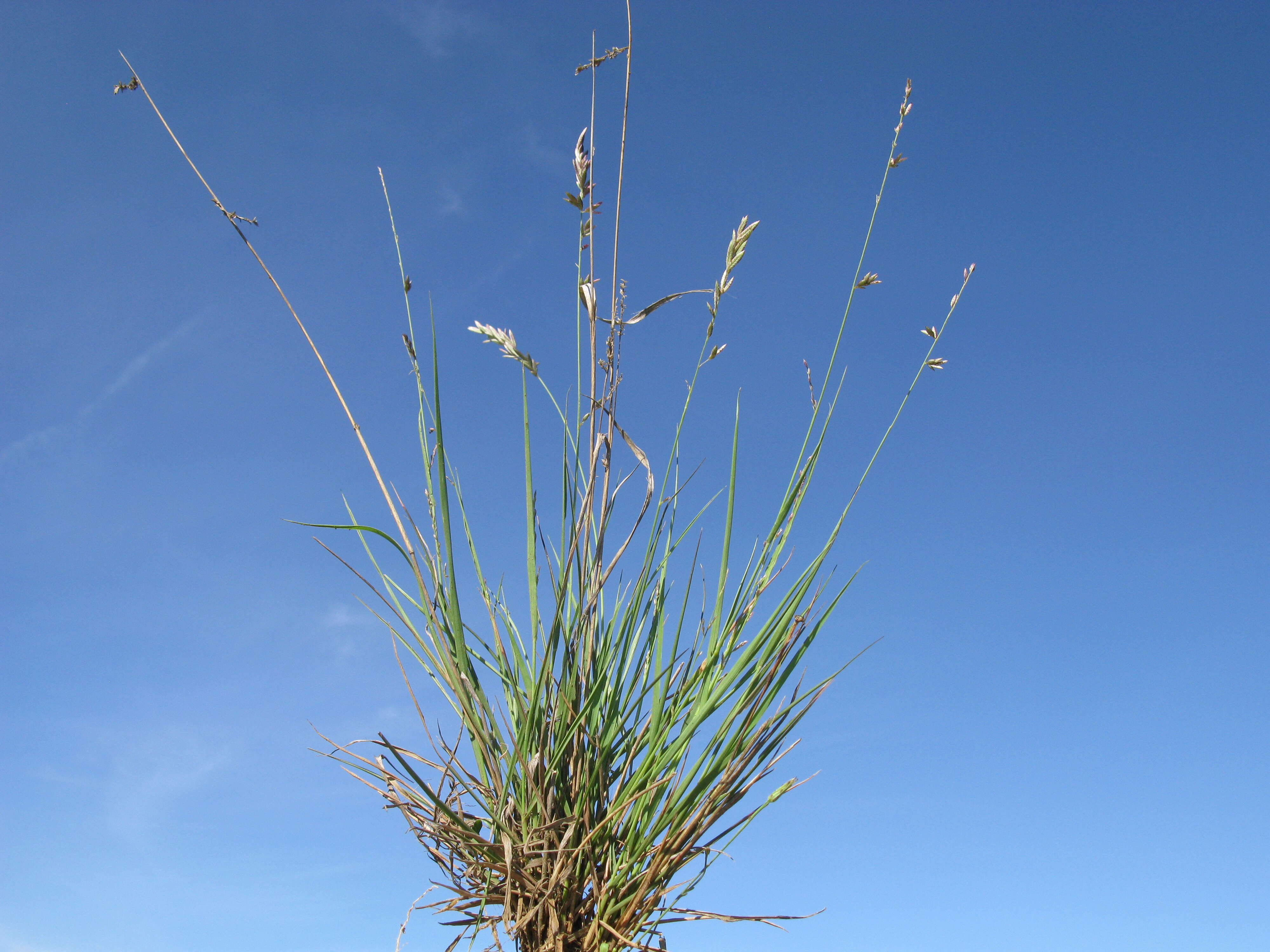 Image of Brown's lovegrass