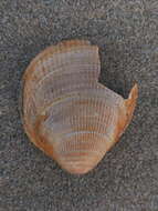 Image of Norway cockle