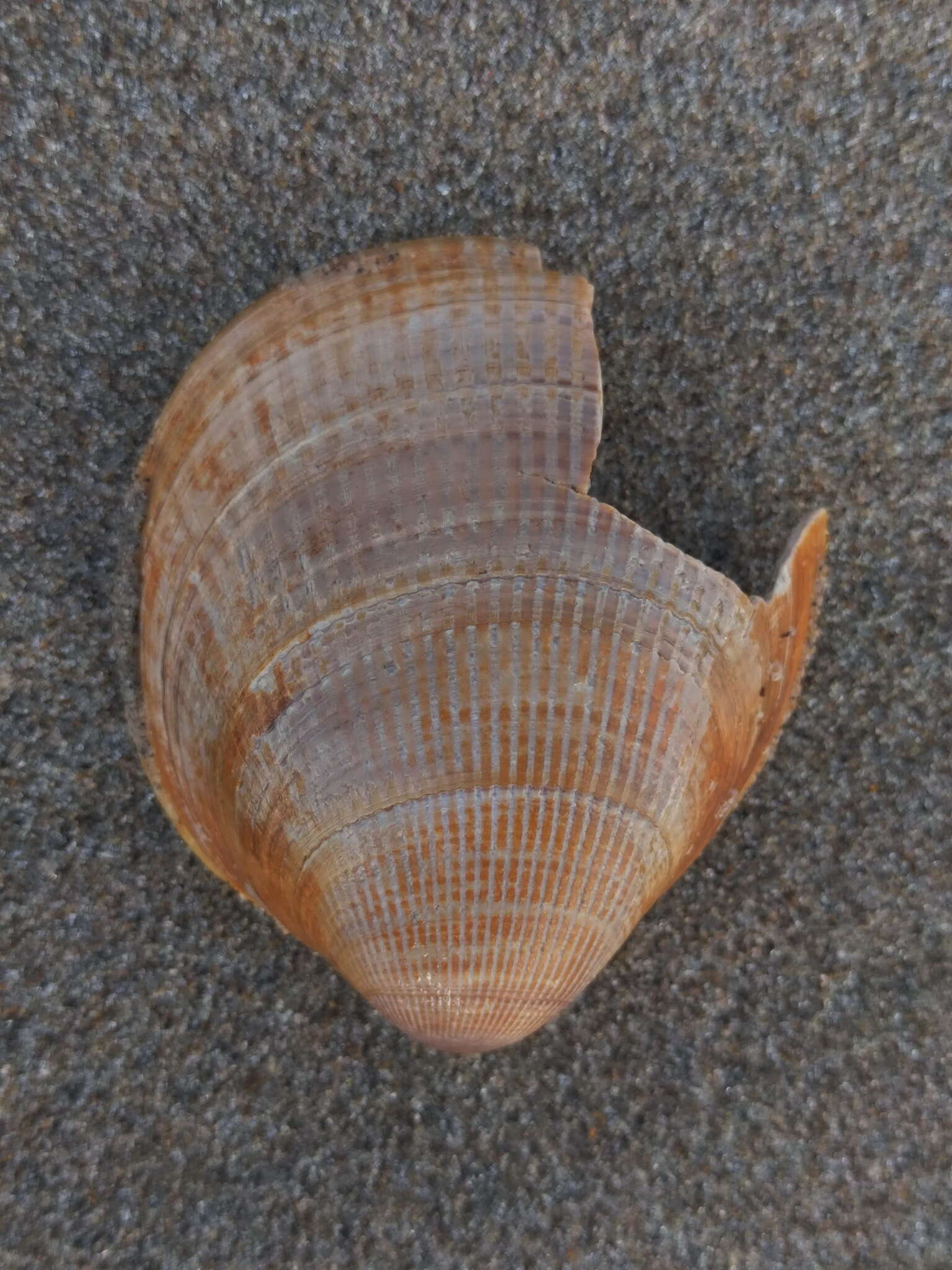 Image of Norway cockle