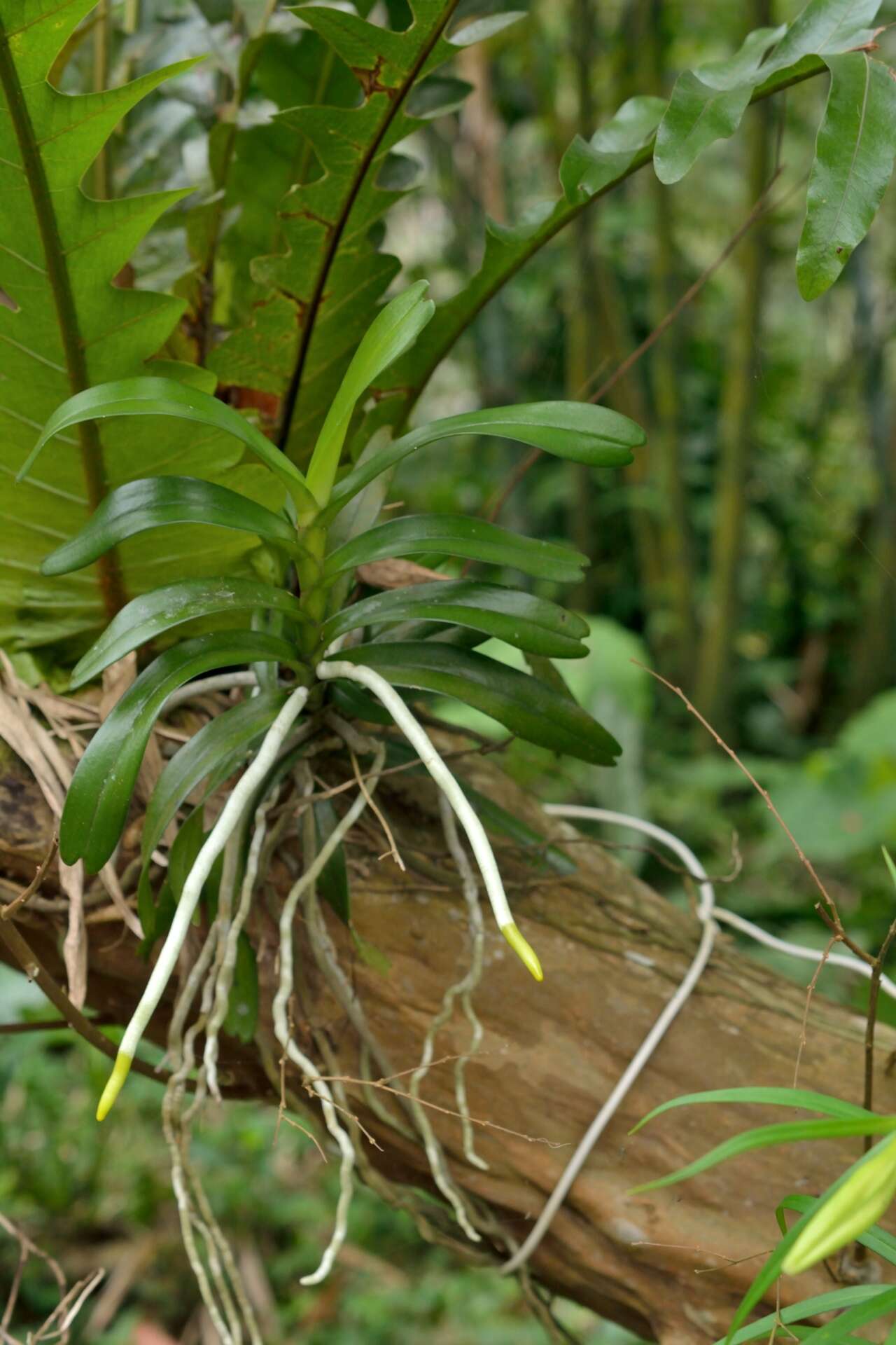 Image of Cleisostoma paniculatum (Ker Gawl.) Garay